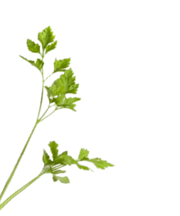 Leaves Left